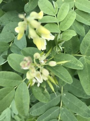 Astragalus americanus