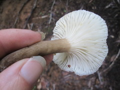 Lactifluus gerardii