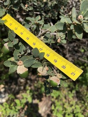 Quercus striatula