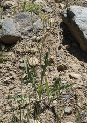 Crepis pleurocarpa