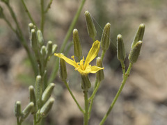 Crepis pleurocarpa