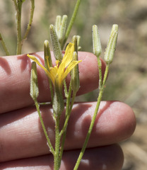 Crepis pleurocarpa