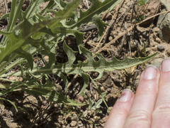 Crepis pleurocarpa