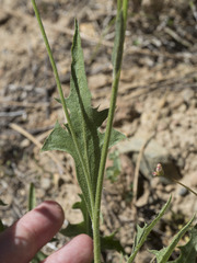 Crepis pleurocarpa
