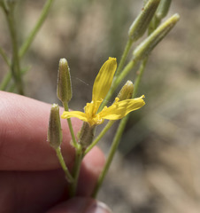 Crepis pleurocarpa