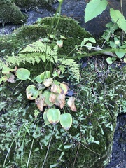Parnassia glauca