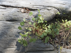 Claytonia rubra