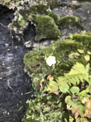 Parnassia glauca