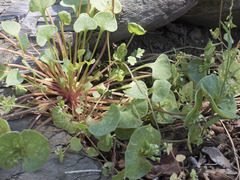 Claytonia rubra