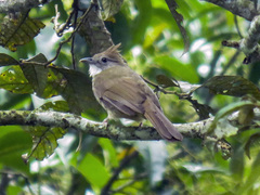 Alophoixus ochraceus