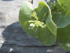Claytonia rubra