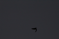 Chordeiles acutipennis