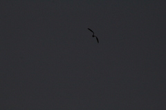 Chordeiles acutipennis