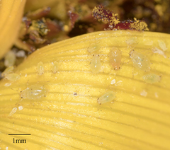 Brachycaudus helichrysi