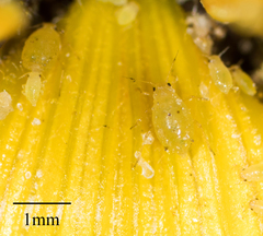 Brachycaudus helichrysi