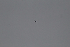 Chordeiles acutipennis