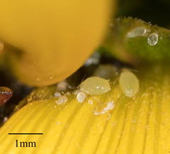 Brachycaudus helichrysi