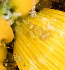 Brachycaudus helichrysi