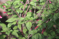 Fuchsia ravenii