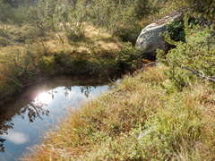 Castilleja peirsonii