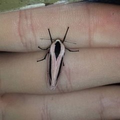Creatonotos gangis-interrupta agg