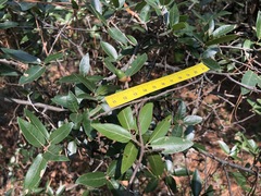 Quercus saltillensis