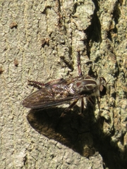 Heteropogon macerinus