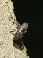 Heteropogon macerinus