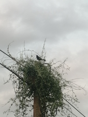 Aves