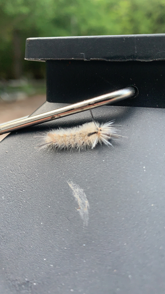 Banded Tussock Moth From Harbor Springs On August 24, 2020 At 07:35 Pm 