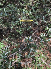 Quercus saltillensis