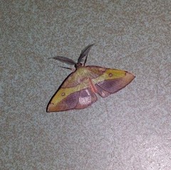 Hypochrosis hyadaria
