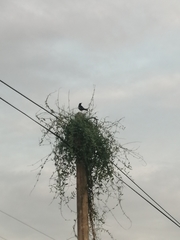 Aves