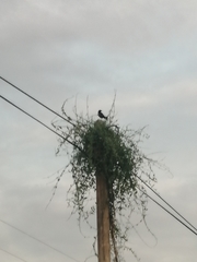 Aves