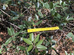 Quercus saltillensis