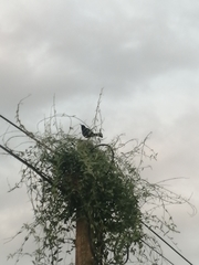 Aves