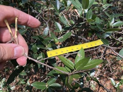 Quercus saltillensis