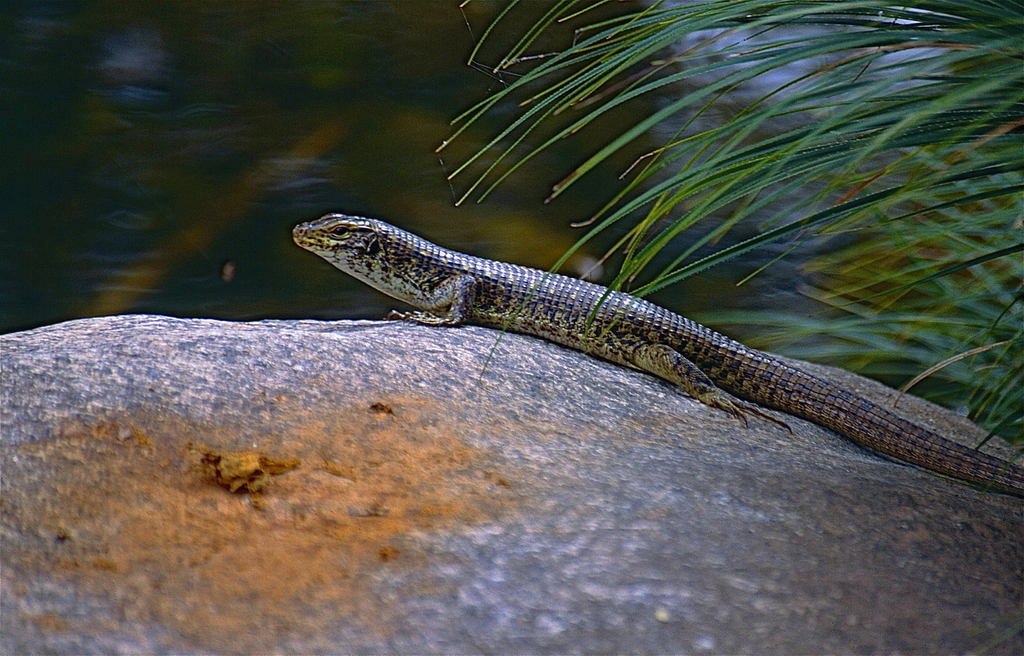 Southeastern Girdled Lizard