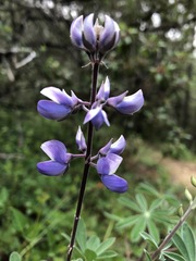 Lupinus caballoanus