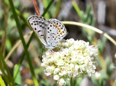 Euphilotes bernardino bernardino