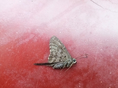 Eudamini