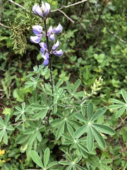 Lupinus caballoanus