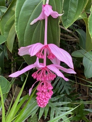 Medinilla magnifica