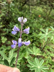 Lupinus caballoanus