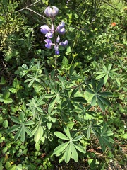 Lupinus caballoanus