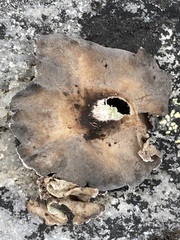 Umbilicariomycetidae