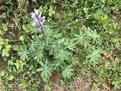 Lupinus caballoanus