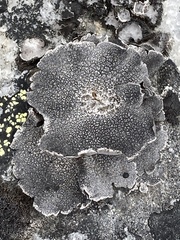 Umbilicariomycetidae