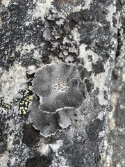 Umbilicariomycetidae