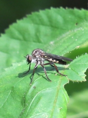 Heteropogon macerinus
